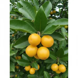 Compra ACEROLO BLANCO en la tienda online Fito Agrícola