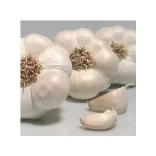 Compra AJO BLANCO DE SIEMBRA GARDACHO 45/55 (5 Kgr.). en la tienda online Fito Agrícola