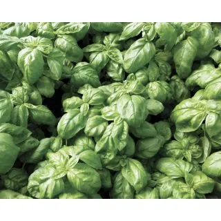 Compra ALBAHACA WINNER (500 gr.). en la tienda online Fito Agrícola