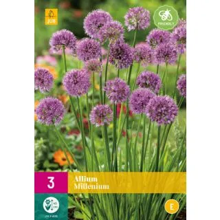 Compra ALLIUM MILLENIUM XXL en la tienda online Fito Agrícola