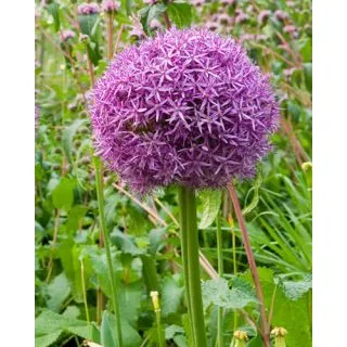 Compra ALLIUM GLOBEMASTER (25 Unid.). en la tienda online Fito Agrícola