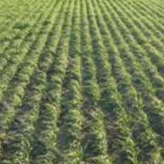 Compra GOLD WESTER (20 Kgr.). en la tienda online Fito Agrícola