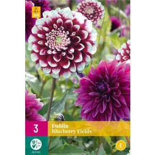 Compra DALIA BLUEBERRY FIELDS XXL en la tienda online Fito Agrícola