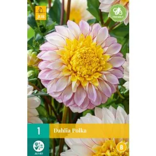 Compra DALIA POLKA en la tienda online Fito Agrícola