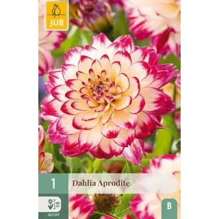 Compra DALIA APHRODITE en la tienda online Fito Agrícola
