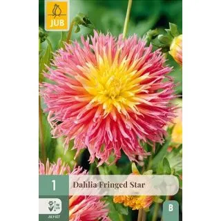 Compra DALIA FRINGED STAR en la tienda online Fito Agrícola