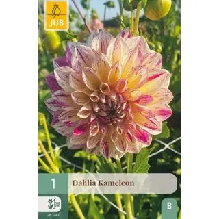 Compra DALIA KAMELEON en la tienda online Fito Agrícola