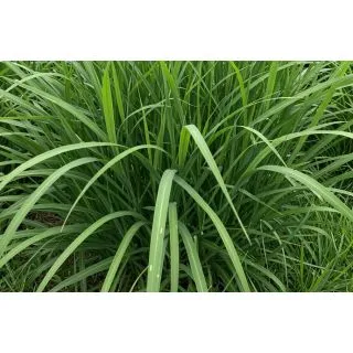 Compra PANICUM MAXIMUM (25 Kgr.). en la tienda online Fito Agrícola