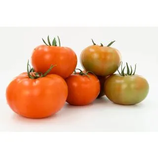 Compra TOMATE ABRAMS F-1 (1.000 Semillas) en la tienda online Fito Agrícola