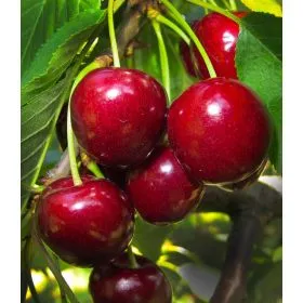 Compra CEREZO 4-70 (Marvin) en la tienda online Fito Agrícola