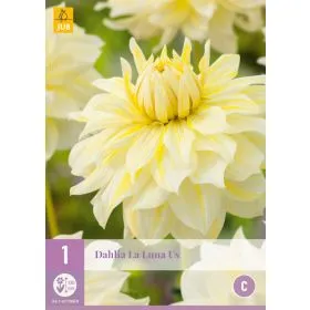 Compra DALIA LA LUNA US en la tienda online Fito Agrícola