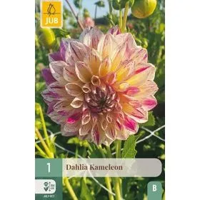 Compra DALIA KAMELEON en la tienda online Fito Agrícola